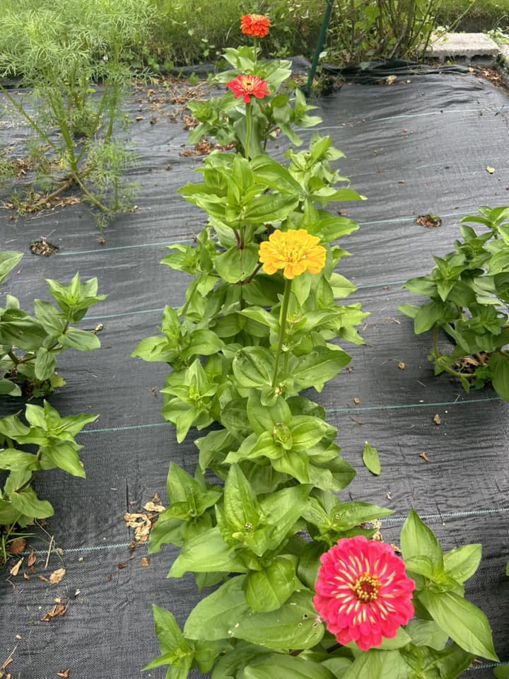 flowers growing out of ground covered in weed mat
