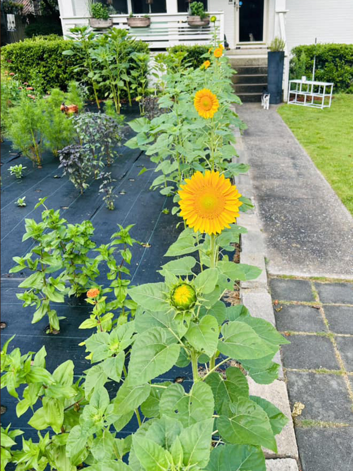 flowers growing in the front yard next to a walkway with a porch in the background